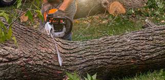 How Our Tree Care Process Works  in  Whidbey Island Station, WA