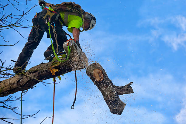 Lawn Maintenance Plans in Whidbey Island Station, WA